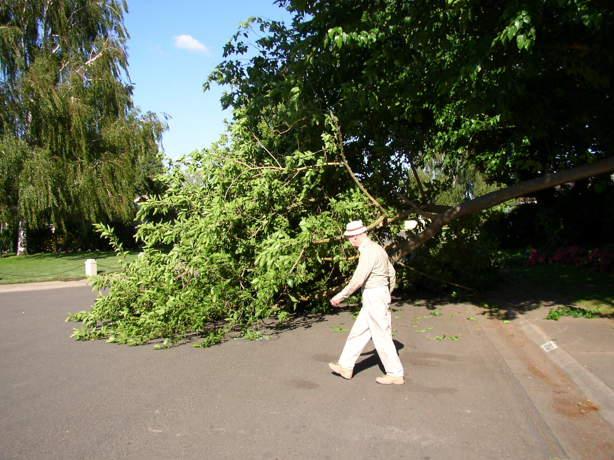 A large tree has fallen across a residential roadway, obstructing the street and creating a safety hazard for pedestrians, cyclists, and motorists.