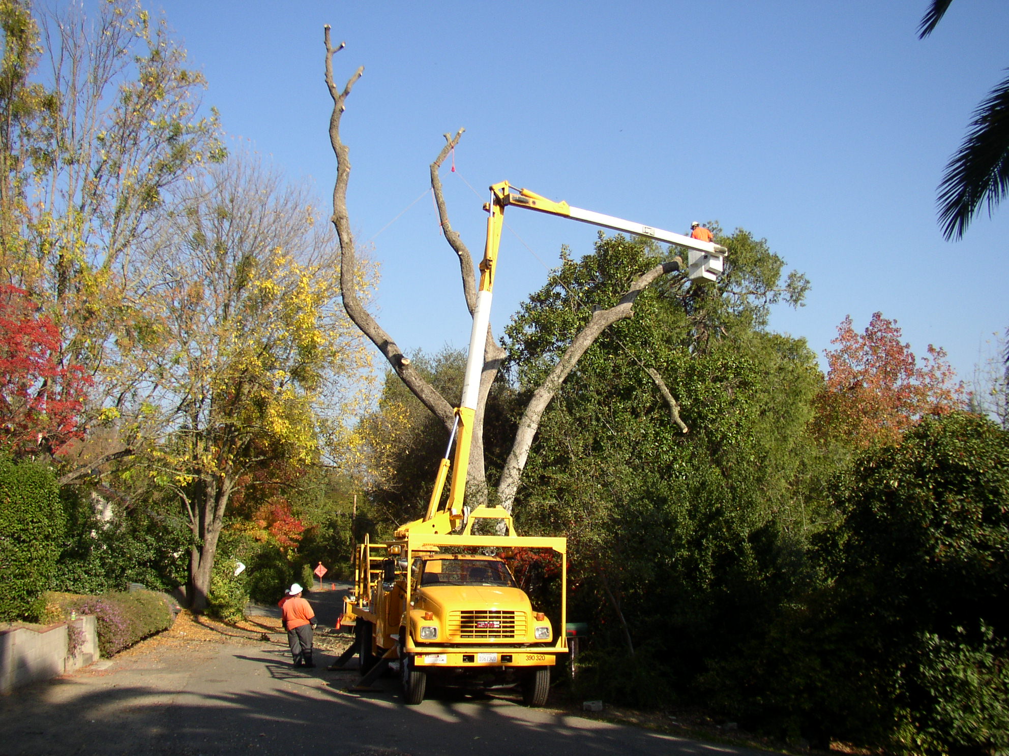 Tree maintenance crew using a bucket truck to trim large tree branches along a residential street.